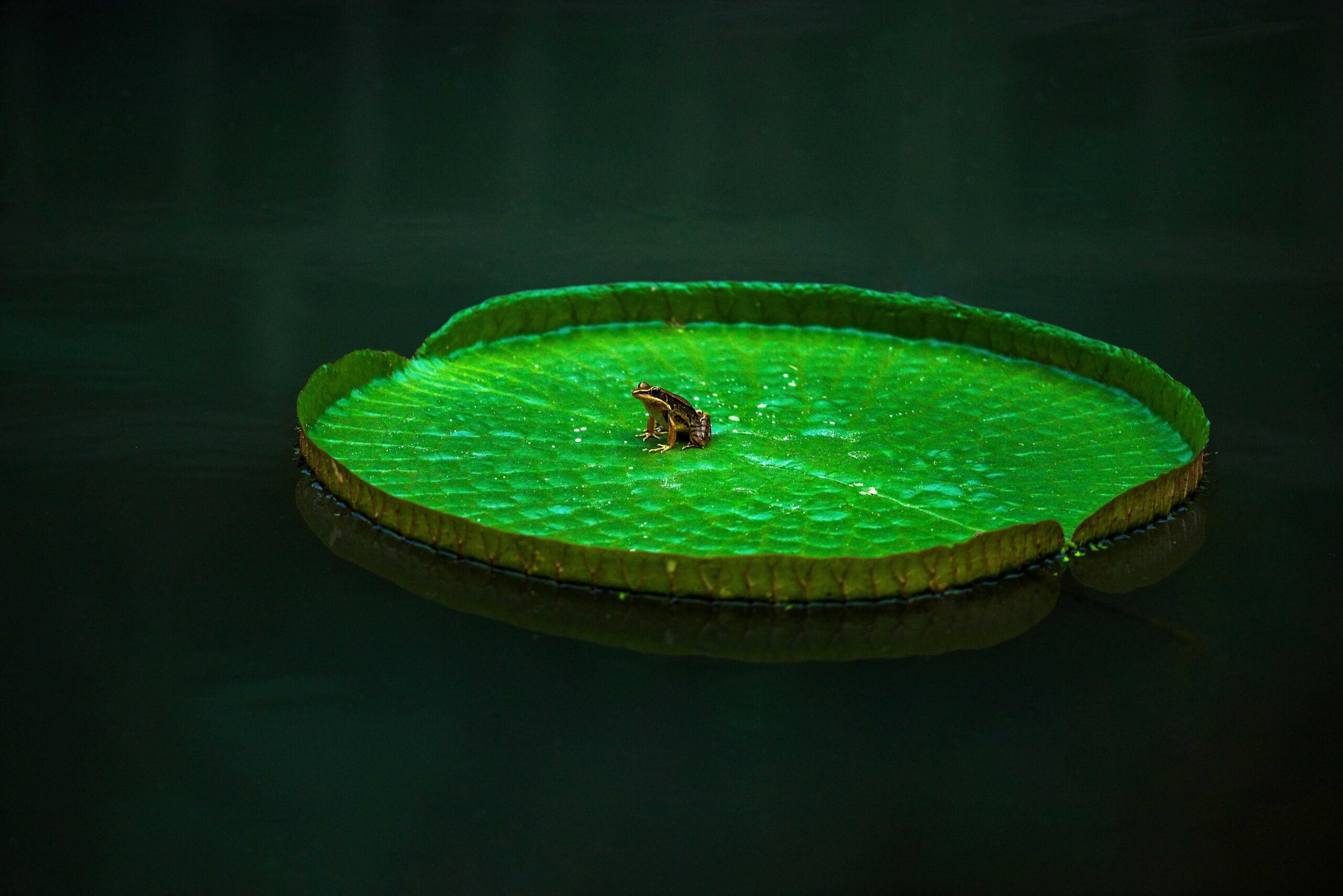 Frog on a lilypad